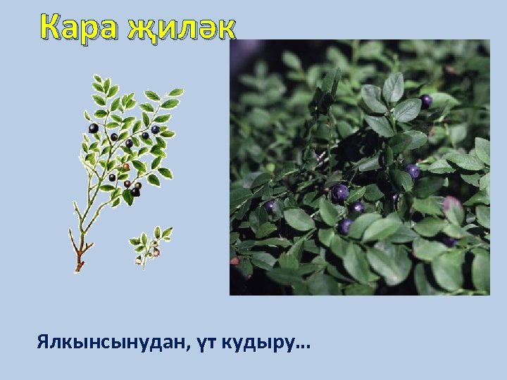 Кара җиләк Ялкынсынудан, үт кудыру… 