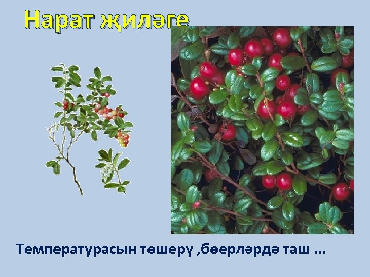 Нарат җиләге Температурасын төшерү , бөерләрдә таш … 