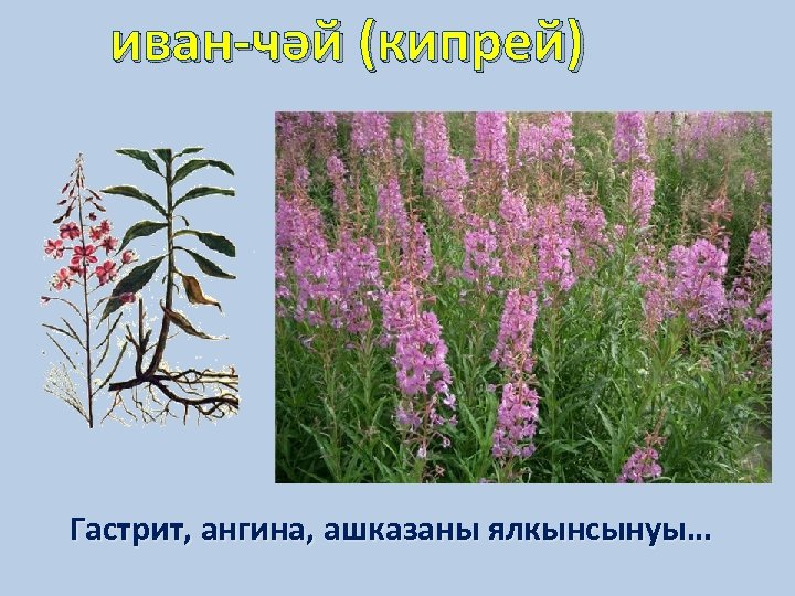 иван-чәй (кипрей) Гастрит, ангина, ашказаны ялкынсынуы… 