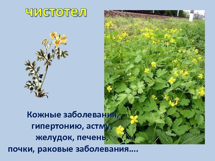 чистотел Кожные заболевания, гипертонию, астму, желудок, печень, почки, раковые заболевания…. 