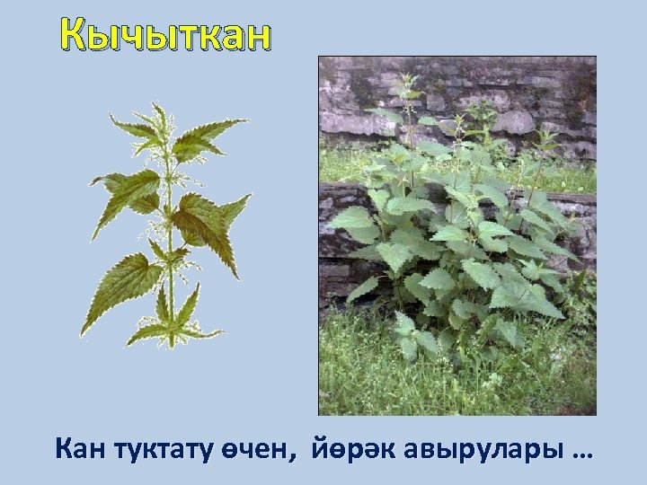 Кычыткан Кан туктату өчен, йөрәк авырулары … 