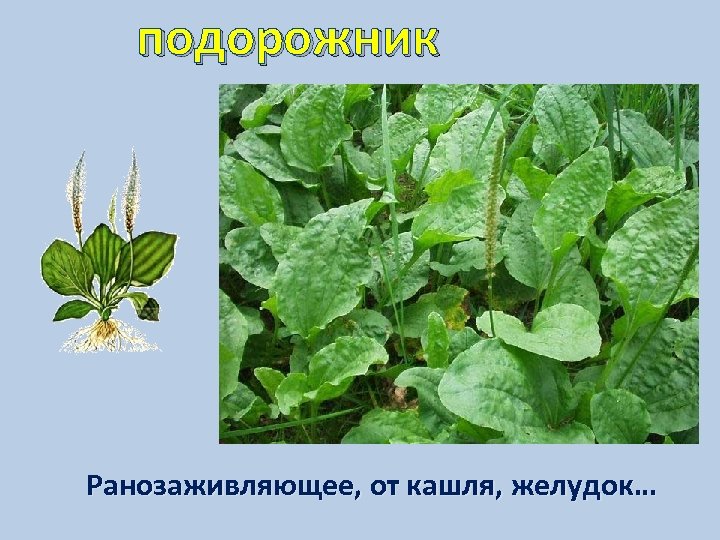 подорожник Ранозаживляющее, от кашля, желудок… 