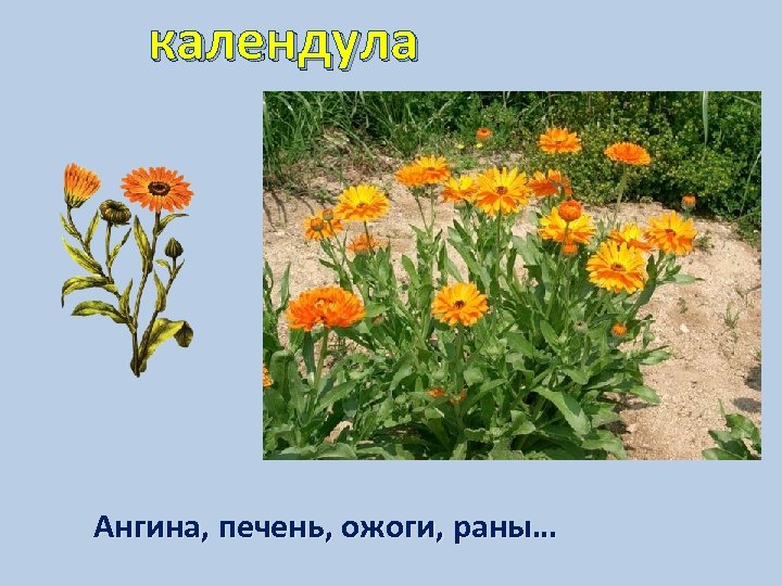 календула Ангина, печень, ожоги, раны… 