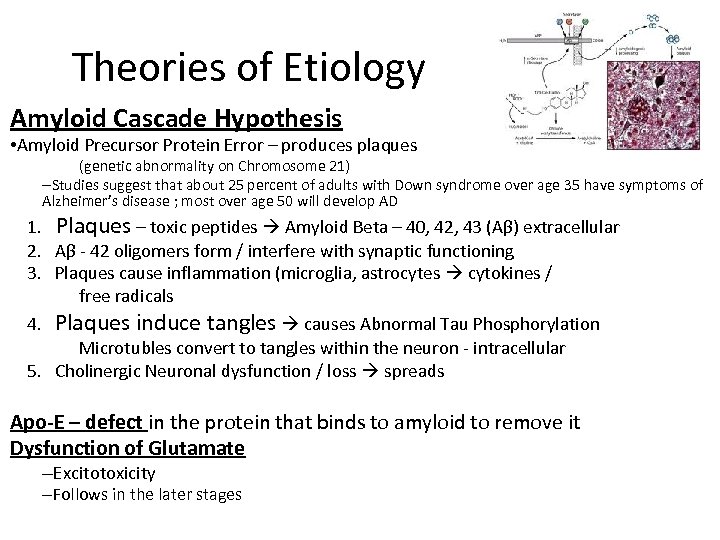 Theories of Etiology Amyloid Cascade Hypothesis • Amyloid Precursor Protein Error – produces plaques