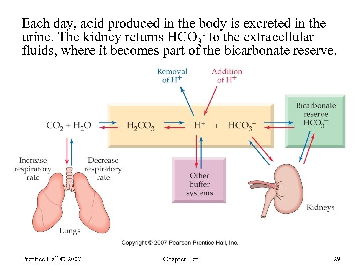Each day, acid produced in the body is excreted in the urine. The kidney