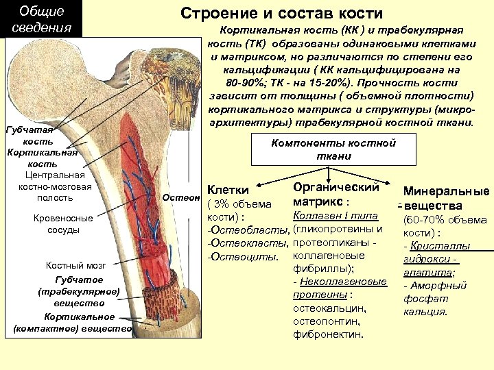 Общие сведения Губчатая кость Кортикальная кость Центральная костно-мозговая полость Кровеносные сосуды Костный мозг Губчатое