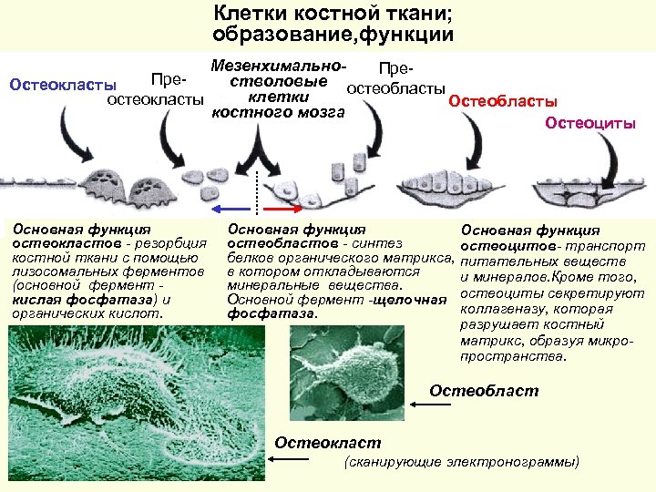 Клетки костной ткани; образование, функции Мезенхимально. Престволовые остеобласты Остеокласты клетки остеокласты Остеобласты костного мозга