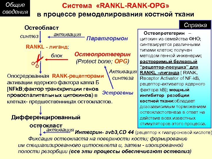 Общие сведения Система «RANKL-RANK-OPG» в процессе ремоделирования костной ткани Остеобласт Справка Остеопротегерин – Паратгормон