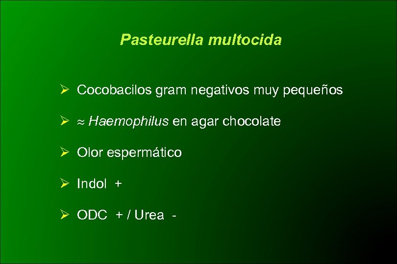 Pasteurella multocida Ø Cocobacilos gram negativos muy pequeños Ø Haemophilus en agar chocolate Ø