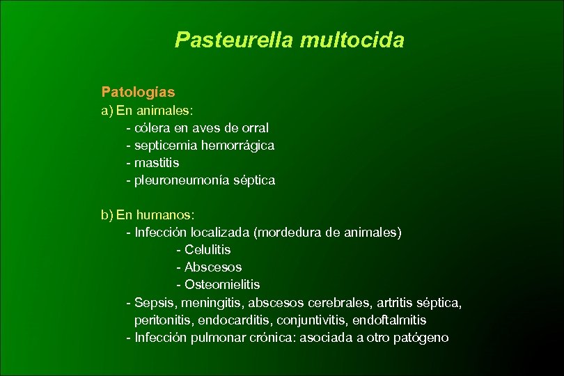 Pasteurella multocida Patologías a) En animales: - cólera en aves de orral - septicemia