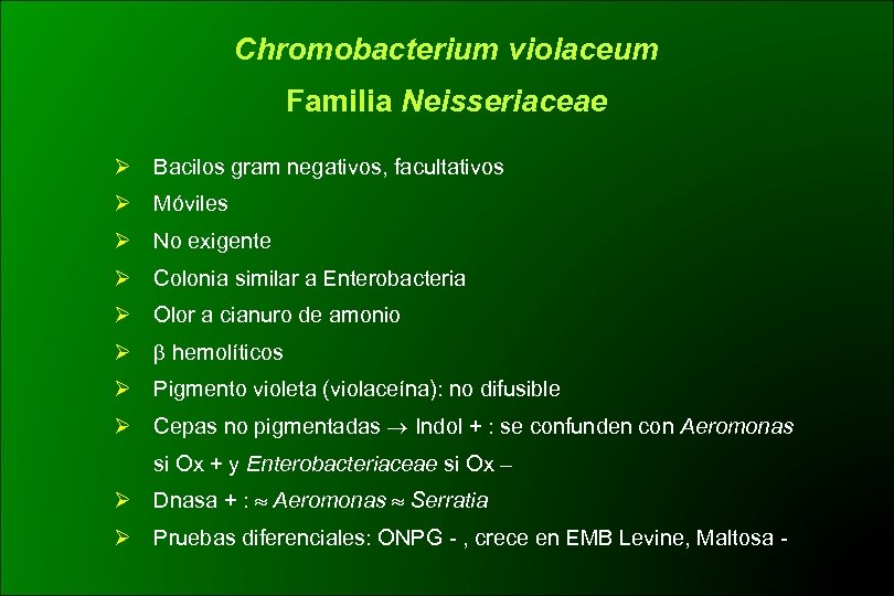 Chromobacterium violaceum Familia Neisseriaceae Ø Bacilos gram negativos, facultativos Ø Móviles Ø No exigente