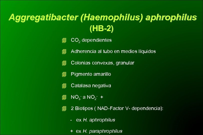 Aggregatibacter (Haemophilus) aphrophilus (HB-2) CO 2 dependientes Adherencia al tubo en medios líquidos Colonias