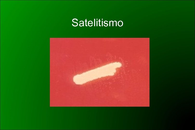 Satelitismo 