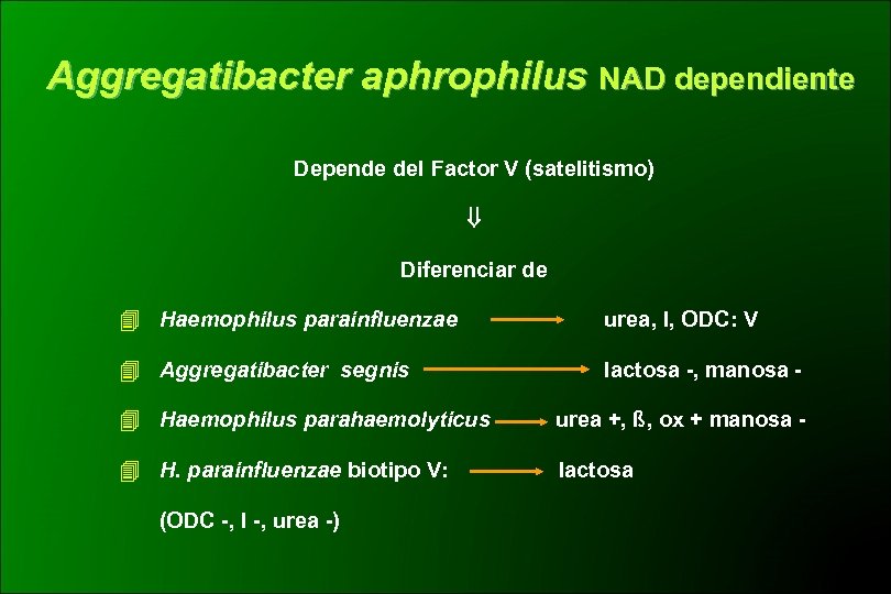 Aggregatibacter aphrophilus NAD dependiente Depende del Factor V (satelitismo) Diferenciar de Haemophilus parainfluenzae urea,