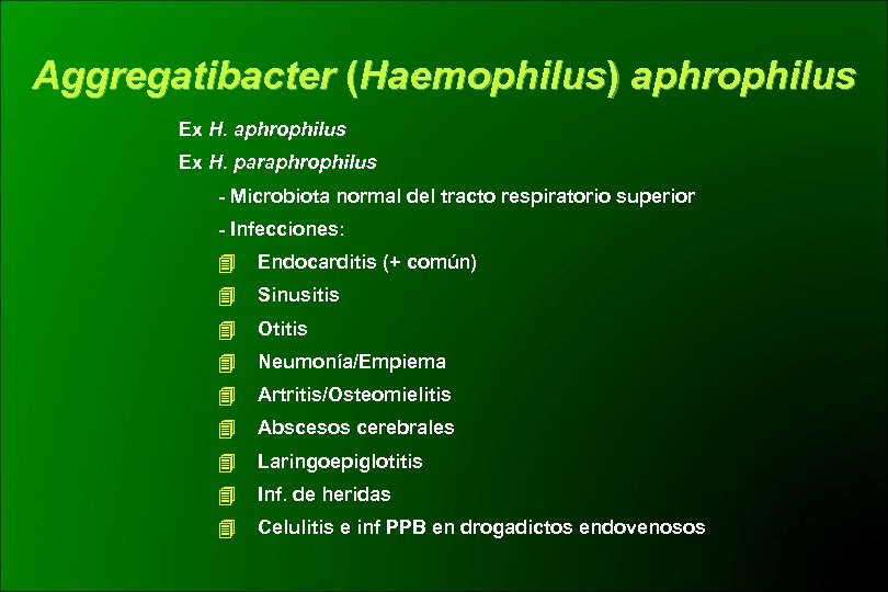 Aggregatibacter (Haemophilus) aphrophilus Ex H. paraphrophilus - Microbiota normal del tracto respiratorio superior -