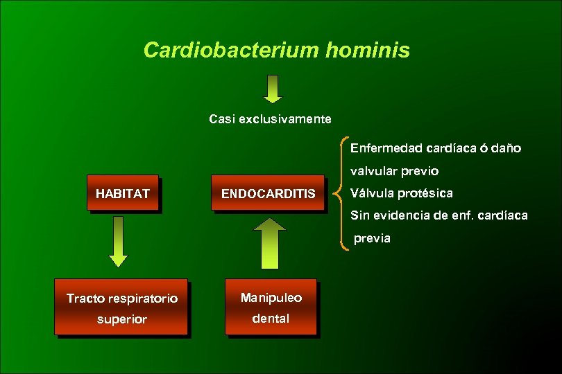 Cardiobacterium hominis Casi exclusivamente Enfermedad cardíaca ó daño valvular previo HABITAT ENDOCARDITIS Válvula protésica