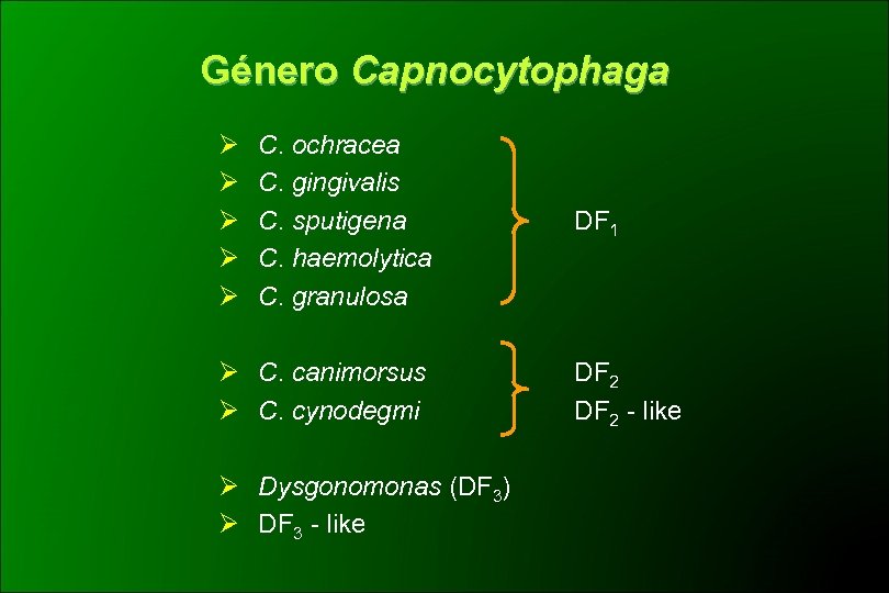 Género Capnocytophaga Ø Ø Ø C. ochracea C. gingivalis C. sputigena C. haemolytica C.