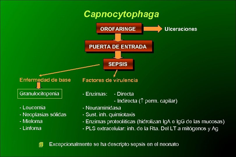 Capnocytophaga OROFARINGE Ulceraciones PUERTA DE ENTRADA SEPSIS Enfermedad de base Factores de virulencia Granulocitopenia