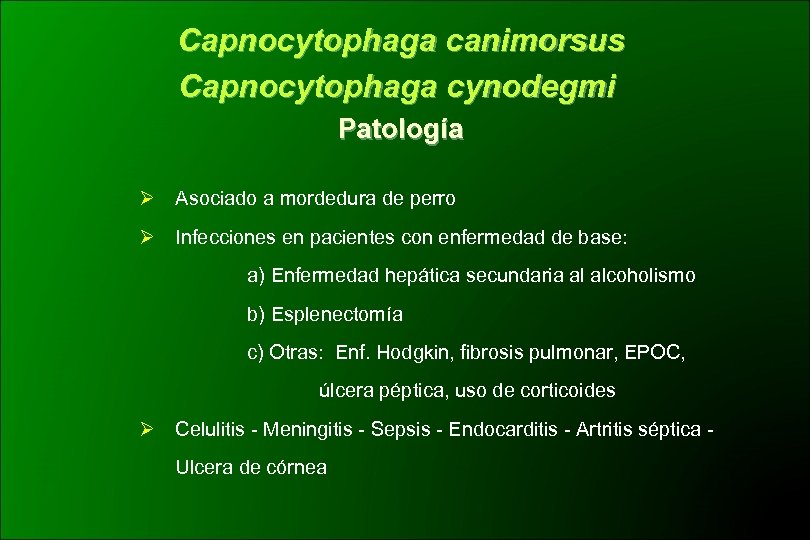 Capnocytophaga canimorsus Capnocytophaga cynodegmi Patología Ø Asociado a mordedura de perro Ø Infecciones en