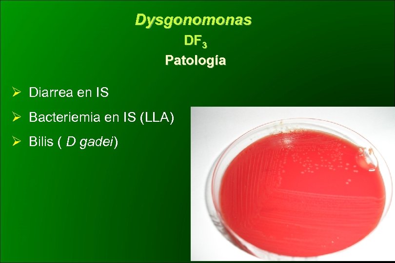 Dysgonomonas DF 3 Patología Ø Diarrea en IS Ø Bacteriemia en IS (LLA) Ø