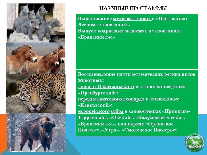 НАУЧНЫЕ ПРОГРАММЫ Выращивание медвежат-сирот в «Центрально. Лесном» заповеднике. Выпуск подросших медвежат в заповеднике «Брянский