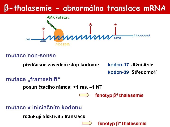 -thalasemie - abnormálna translace m. RNA AMK řetězec * * cap AUG *
