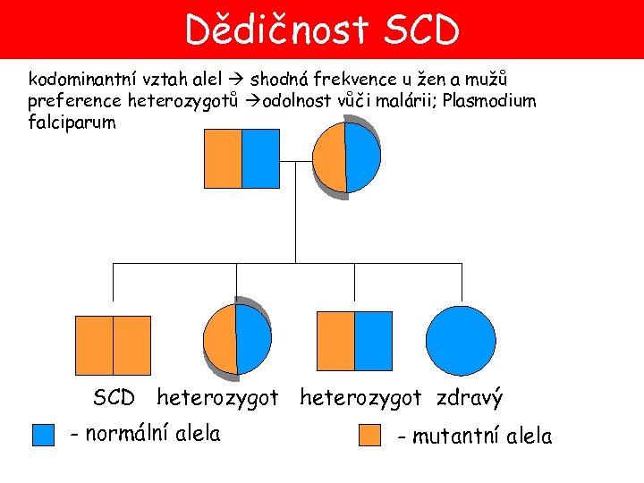 Dědičnost SCD kodominantní vztah alel shodná frekvence u žen a mužů preference heterozygotů odolnost