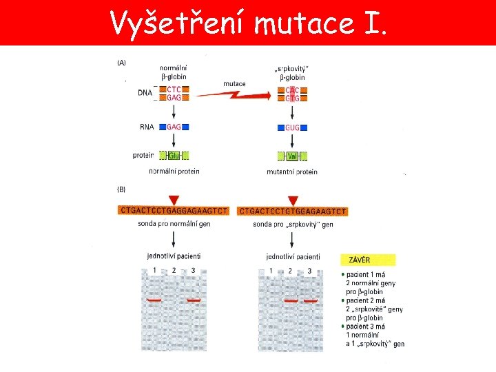 Vyšetření mutace I. 