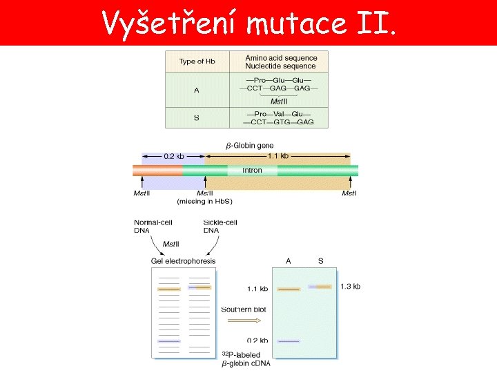 Vyšetření mutace II. 