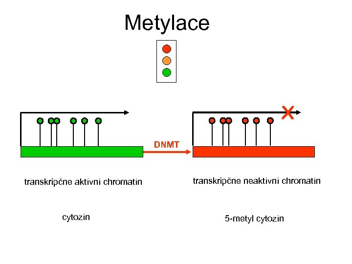 Metylace X DNMT transkripčne aktívní chromatín cytozín transkripčne neaktívní chromatín 5 -metyl cytozín 