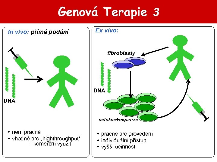 Genová Terapie 3 In vivo: přímé podání Ex vivo: fibroblasty DNA selekce+expanze • není
