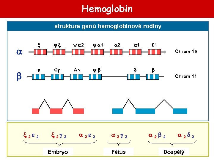 Hemoglobin struktura genů hemoglobinové rodiny 2 1 2 1 1 Chrom 16 G A