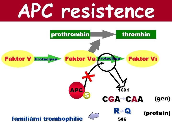 APC resistence prothrombin Faktor V Proteolysa Faktor Va APC familiární trombophilie S thrombin Proteolysa