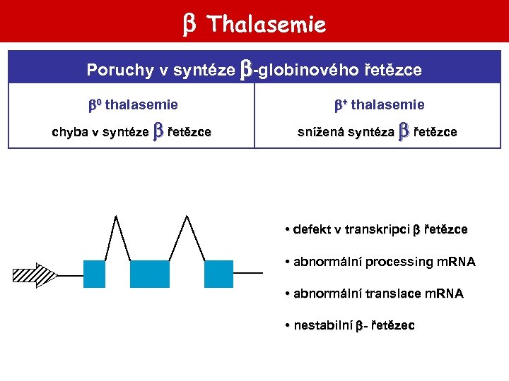  Thalasemie Poruchy v syntéze -globinového řetězce 0 thalasemie + thalasemie chyba v syntéze