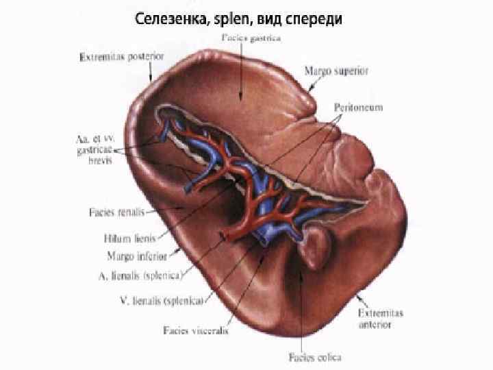 Селезенка орган брюшной полости человека. Селезенка собаки анатомия строения. Селезенка внешнее строение рисунок. Селезенка внешнее и внутреннее строение. Строение селезенки анатомия с подписями.