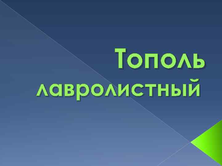 Тополь лавролистный 