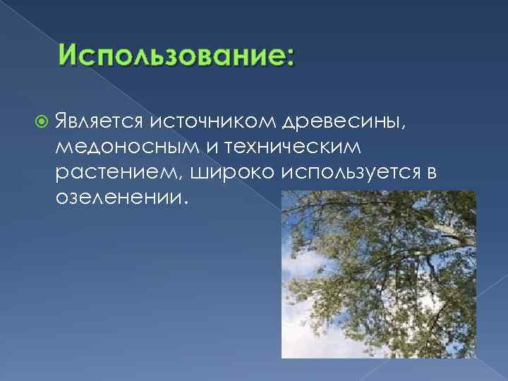 Использование: Является источником древесины, медоносным и техническим растением, широко используется в озеленении. 