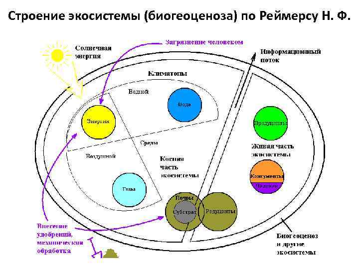 Строение экосистемы (биогеоценоза) по Реймерсу Н. Ф. 