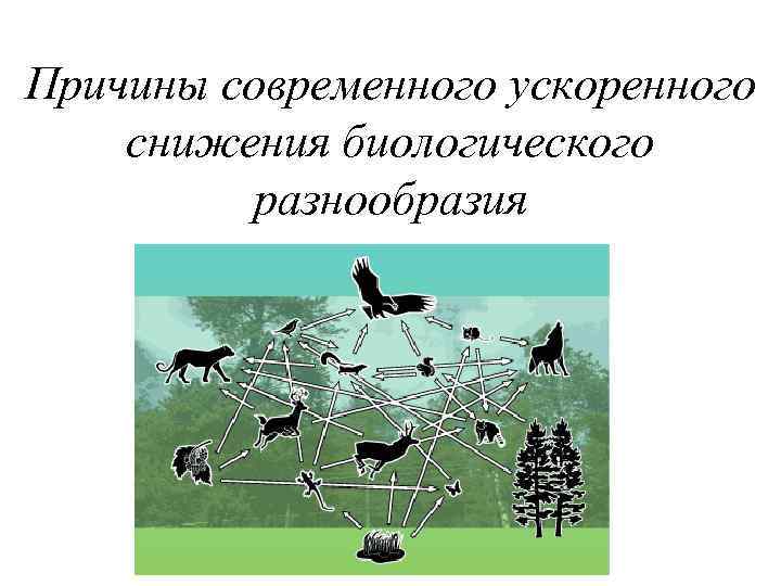 Причины современного ускоренного снижения биологического разнообразия 