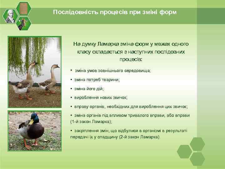 Послідовність процесів при зміні форм На думку Ламарка зміна форм у межах одного класу