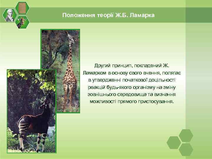 Положення теорії Ж. Б. Ламарка Другий принцип, покладений Ж. Ламарком в основу свого вчення,