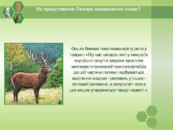 Як представляв Ламарк виникнення ознак? Ось як Ламарк пояснював освіту рогів у тварин: «Під