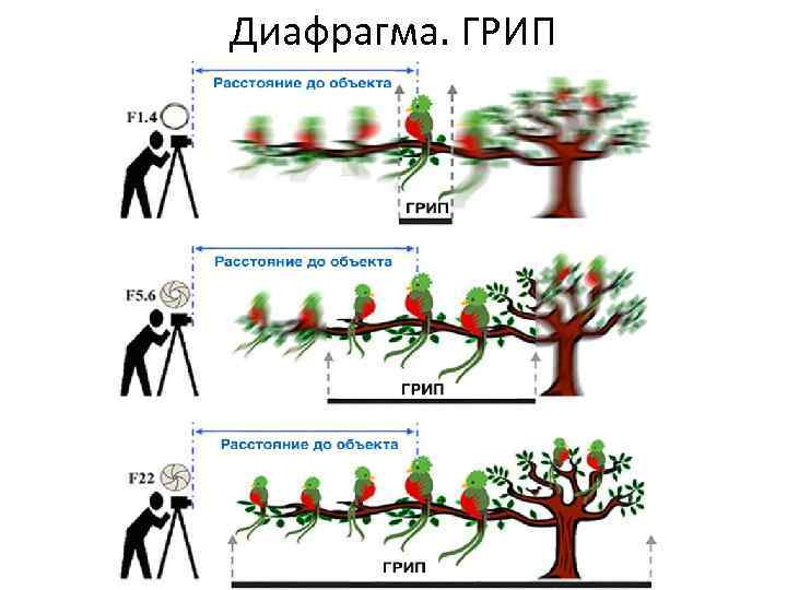 Диафрагма. ГРИП 