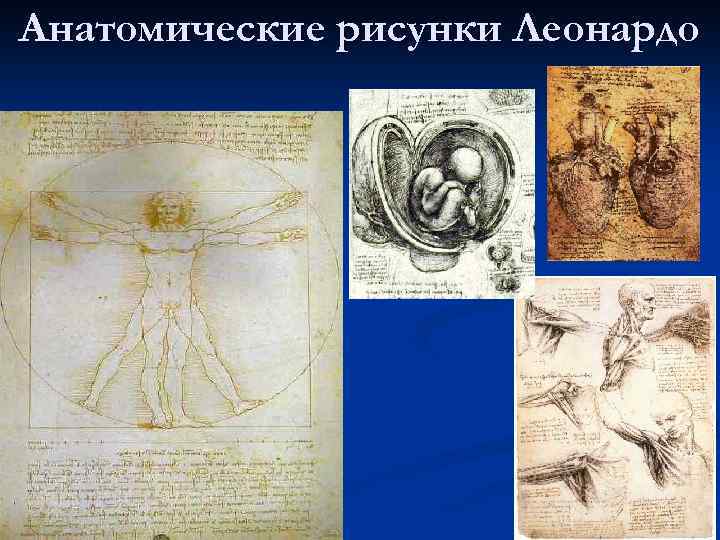 Анатомические рисунки Леонардо 