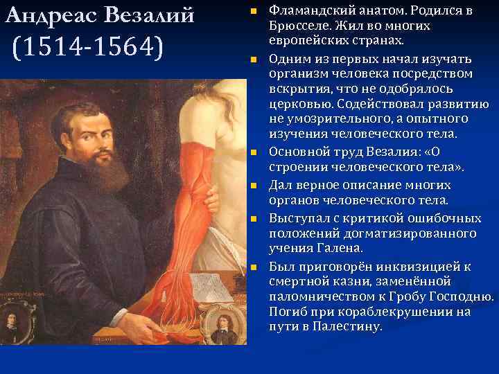 Андреас Везалий (1514 -1564) n n n Фламандский анатом. Родился в Брюсселе. Жил во