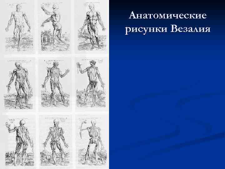 Анатомические рисунки Везалия 