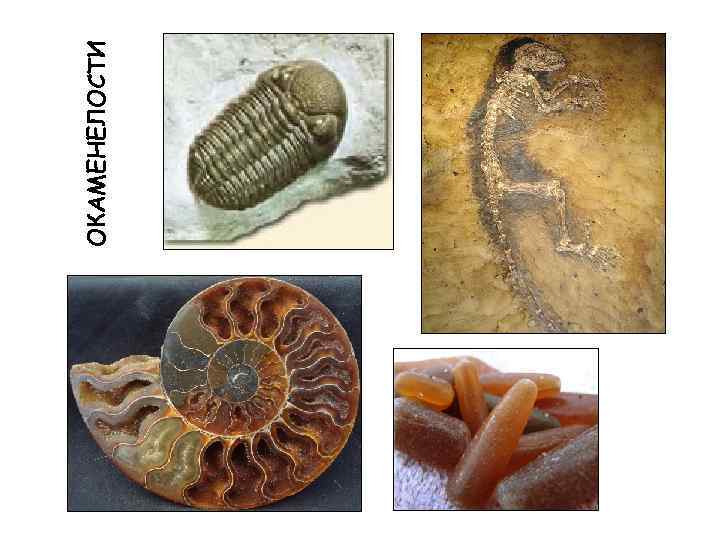 ОКАМЕНЕЛОСТИ 