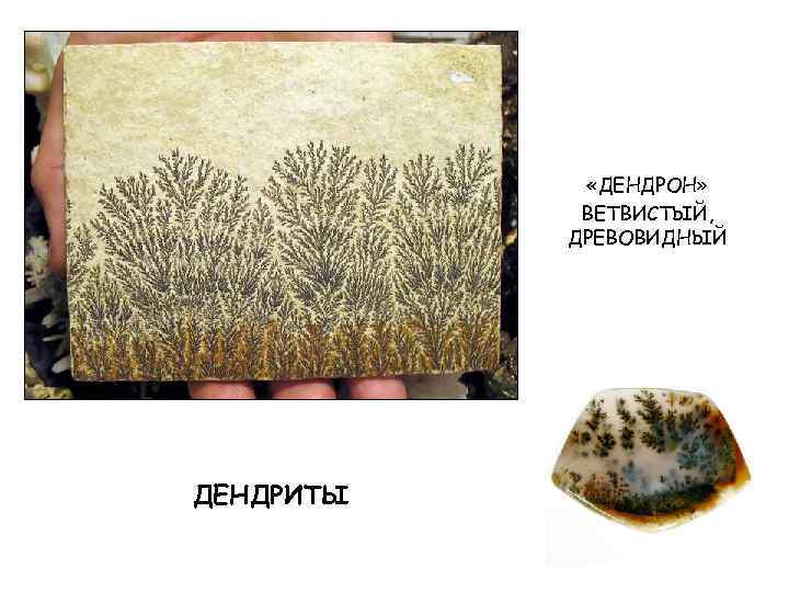  «ДЕНДРОН» ВЕТВИСТЫЙ, ДРЕВОВИДНЫЙ ДЕНДРИТЫ 