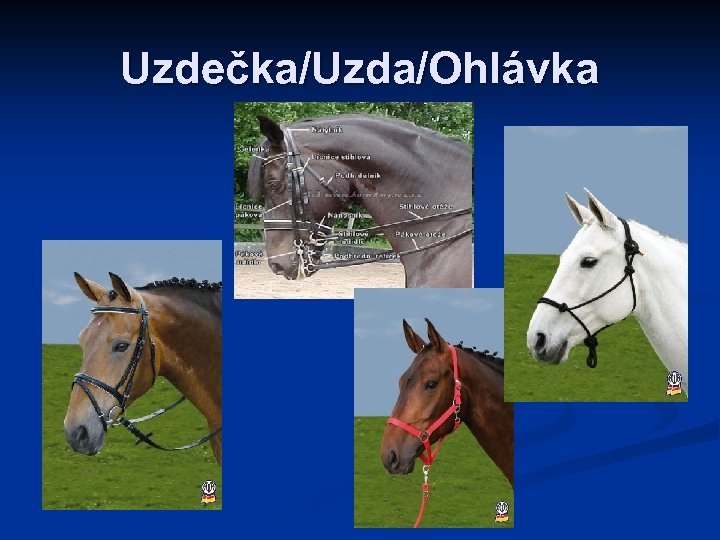 Uzdečka/Uzda/Ohlávka 