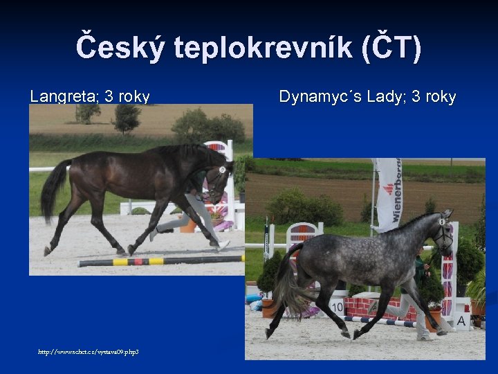 Český teplokrevník (ČT) Langreta; 3 roky http: //www. schct. cz/vystava 09. php 3 Dynamyc´s